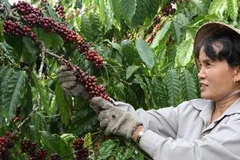 Thu hoạch càphê. (Nguồn: TTXVN)