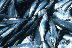 Cá trích. (Nguồn: Internet)