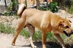 Ảnh minh họa. (Nguồn: Internet)