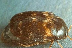 Mọt cứng đốt - Trogoderma Granarium (Nguồn ipm.uiuc)