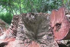 Một trong số 7 cây hương cổ thụ mới bị lâm tặc đốn hạ tại tiểu khu 474. (Ảnh: V.Dũng/Vietnam+)