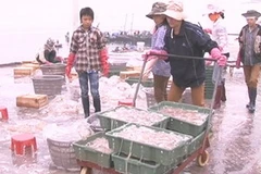 Vận chuyển sứa ra bể ngâm muối. (Nguồn: qtv.vn)