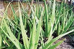 Cây nha đam. (Nguồn: Internet)