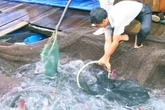 Ảnh minh họa. (Nguồn: Internet)