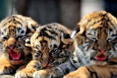 Ảnh minh họa. (Nguồn: THX/TTXVN)