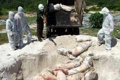 Tiêu hủy lợn mắc bệnh tai xanh. (Ảnh: Thế Lập/TTXVN)