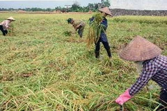 Thu hoạch lúa Xuân. (Nguồn: TTXVN)