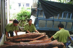 6,6m3 gỗ hương lậu bị bắt giữ. (Nguồn: Internet)
