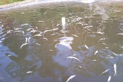 Cá chết trắng bể nuôi của Công ty Hợp Thành. (Ảnh: Lan Hiển/Vietnam+)