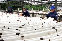 Phơi mủ cao su xuất khẩu ở nông trường cao su Hà Tĩnh. (Ảnh: Hà Thái/TTXVN)