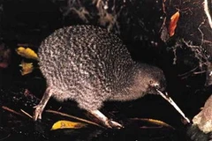 Chim Kiwi. (Nguồn: Internet)