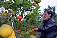 Ông Giáp bên một cây ngũ quả. (Ảnh: Văn Cảnh/Vietnam+)