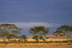 Dự án "Vành đai xanh" sẽ là giải pháp hữu hiệu chống lại sự sa mạc hóa châu Phi. (Nguồn: National Geographic)