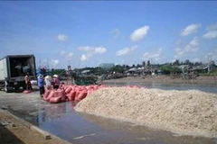 Ngư dân Trà Vinh trúng đậm mùa khai thác ruốc. (Nguồn: travinh.gov.vn)