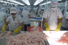 Chế biến cá tra xuất khẩu tại Tiền Giang. (Ảnh: Minh Trí/TTXVN)
