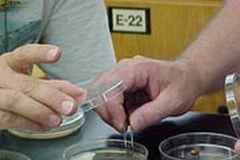 Ảnh minh họa. (Nguồn: Internet)