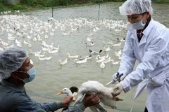 Tiêm vắcxin phòng dịch cúm cho gia cầm. (Ảnh: Đình Huệ/TTXVN)