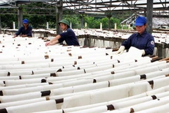 Phơi mủ cao su xuất khẩu ở Nông trường cao su Hà Tĩnh. ẢNh minh họa. (Nguồn: Hà Thái/TTXVN)