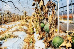 Cả khu vực trồng dưa bị khô héo sau vụ rò rỉ hóa chất độc hại ở thành phố Gumi. (Nguồn: News)