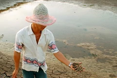 Toàn bộ tôm trong một ao nuôi tại xã Vĩnh Trạch, thành phố Bạc Liêu bị chết sạch. (Ảnh: Huỳnh Sử/TTXVN)