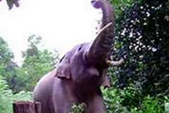 Con voi rừng ngà lệch từng làm sập nhà dân và phá hoại hoa màu. (Nguồn: Internet)