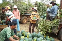 (Nguồn: baodaklak.vn)