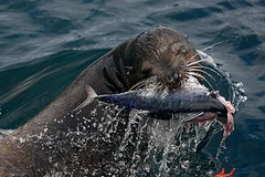 Sư tử biển đã bị mất khả năng cảm nhận vị ngọt. (Nguồn: Internet)