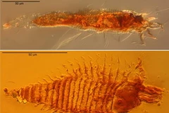 Hai con ve tìm thấy trong hổ phách thuộc 2 loài ve riêng biệt. (Nguồn: AP)
