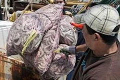 Sau mẻ tôm cuối cùng đánh bắt ngày 1/5, nhiều ngư trường trên Vịnh Mexico đã bị đóng cửa. (Nguồn: Reuters)