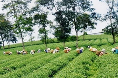 Thu hoạch chè trên nông trường. (Nguồn: baolamdong.vn)