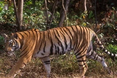 Ảnh minh họa. (Nguồn: Internet)