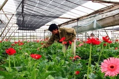 Thu hoạch hoa đồng tiền ở làng hoa Tây Tựu. (Ảnh: Huy Hùng/TTXVN)