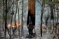 Cháy rừng tại làng Zdorovie, cách thủ đô Matxcơva 60km về phía đông. (Nguồn: AFP/TTXVN)