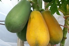 Làm đẹp từ đu đủ - phương pháp cổ truyền của Bali 