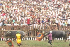 Lễ hội chọi trâu Hải Lựu. (Nguồn: dantri.com.vn)