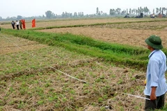 Ảnh minh họa. (Nguồn: Internet)