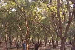 Năng suất điều tại Đắk Nông ngày càng giảm. (Nguồn: daknong.gov.vn)