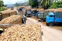 Các xe tải chở sắn nguyên liệu xếp hàng để bán cho nhà máy tại Quảng Ngãi. Ảnh minh họa. (Nguồn: vnexpress.net)
