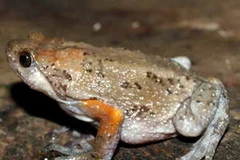 Loài ễnh ương Đông Dương mới phát hiện ở Việt Nam. (Nguồn: vncreatures.net)