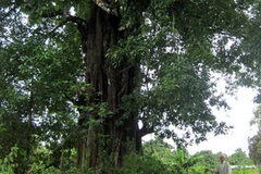 Cây đa cổ thụ làng Brel. (Nguồn: baogialai.com.vn)