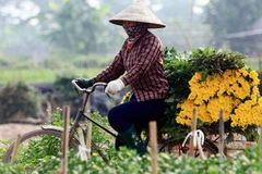 Thu hoạch hoa cúc ở làng hoa Tây Tựu. (Ảnh: Huy Hùng/TTXVN)