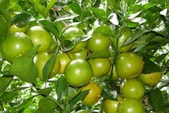 Quýt đường Long Mỹ. (Nguồn: Internet)