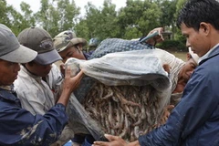 Ảnh minh họa. (Nguồn: Thanh Vũ/TTXVN)