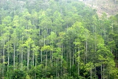 Ảnh minh họa. (Nguồn: Internet)