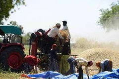 Nông dân Ấn Độ làm việc trên cánh đồng lúa mì. (Nguồn: AFP/TTXVN)