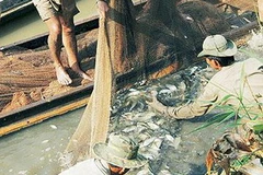 Khai thác cá đồng tại U Minh Hạ. (Nguồn: Internet)