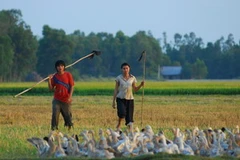 Một cảnh trong phim "Cánh đồng bất tận". (Nguồn: BHD)