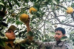 Hà Nội nổi tiếng với giống bưởi Diễn. (Nguồn: TTXVN)