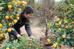 Chăm sóc quất cảnh và đào phục vụ Tết cổ truyền. (Ảnh: An Đăng/TTXVN)