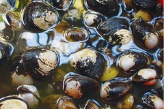 Ốc dộp là loài thủy sản có giá trị kinh tế cao